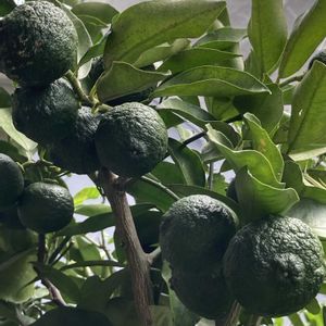 柚子,ゆず,柚子の実,ユズ,地植えの画像