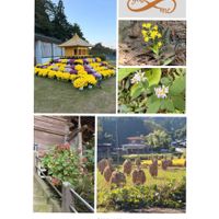 アキノキリンソウ,キク,ノコンギク,いねの杭掛け,ヤマハゼの画像