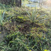 ユッカ,ユッカ ロストラータ,多肉植物,観葉植物,アガベ栽培の画像