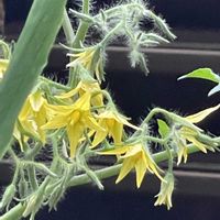 トマト,トマトの花,#最前線のあなたへ,土曜はお空の発表会,明日はきっと良い日になるの画像