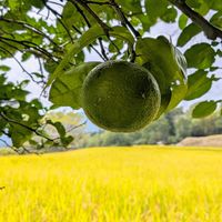 カボス,カボスの実,田んぼの稲,実家の田んぼ,温泉県大分♨️の画像