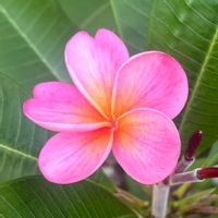 プルメリア,南国植物,NIJIIRO no NIWA,花が好きすぎる,花と結婚してる人の画像