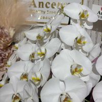 コチョウラン,鉢植え,開店祝い,千葉県,富山支部の画像