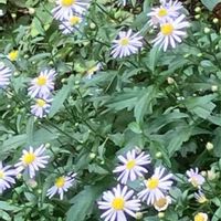 アサガオ,アサガオ,バラ,バラ,ヒャクニチソウの画像