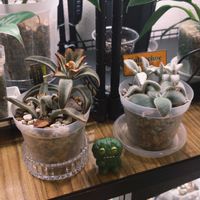 カランコエ,多肉植物,観葉植物,カランコエ属,植物のある暮らしの画像