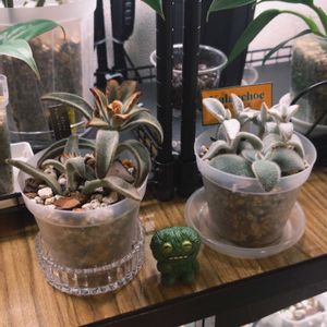 カランコエ,多肉植物,観葉植物,カランコエ属,植物のある暮らしの画像