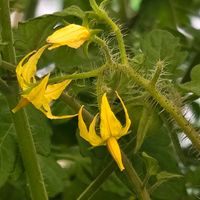 トマト,ミニトマト,ミニトマト,ミニトマト 千果,トマトの花の画像