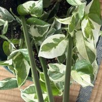 ポトスエンジョイ,酔芙蓉(スイフヨウ),酔芙蓉(スイフヨウ),銅葉フジバカマ,銅葉フジバカマの画像