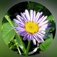 トマト,ヨメナ,ビタミンカラー,今日のお花,昨日のお花の画像