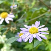 ヨメナ,ミヤマヨメナ,スマホ撮影,今日のお花,今を生きるの画像