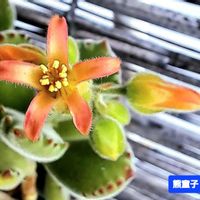 熊童子,コチレドン 熊童子,コチレドン属,植物男子ベランダー,ベランダの画像