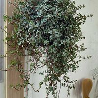 ピレア グラウカ,観葉植物,植欲の秋,キキ　ピレアの画像