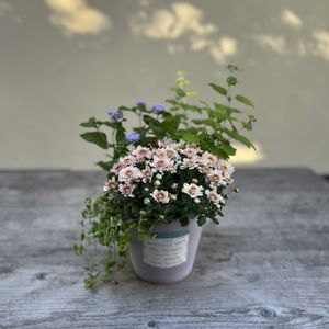 パープルクランベリー,ふじばかま,カリオプテリス　ヒントオブゴールド,クリサンセマム アラモード,寄せ植えの画像