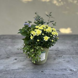 パープルクランベリー,カリオプテリス　スターリングシルバー,ふじばかま,クリサンセマム アラモード,寄せ植えの画像