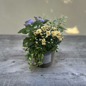 パープルクランベリー,ふじばかま,カリオプテリス　ホワイトサプライズ,クリサンセマム アラモード,寄せ植えの画像