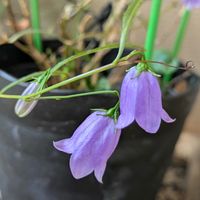 イワシャジン,バラ モーリス・ユトリロ,薔薇 クロード・モネ,チーム愛知,Juneの会の画像