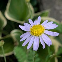 ノコンギク,ヨメナ,ノギク,オハギ,野紺菊（のこんぎく）の画像