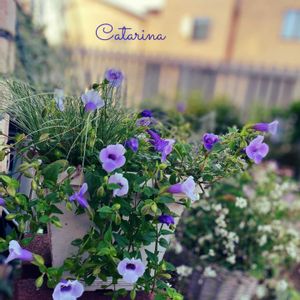 スーパートレニア カタリーナ アイスリバー,ペチュニア　ダーリン,寄せ植え,挿し芽っ子,愛の花♡の画像