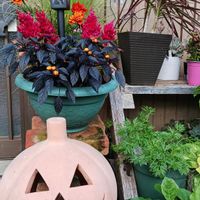プルメリア,鉢植え,花のある暮らし,緑のある暮らし,可愛いお花の画像