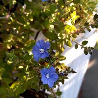 アリッサム,アメリカンブルー,青い花,アリッサム♡の画像