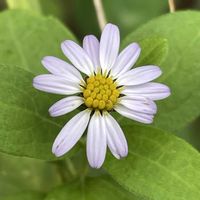 ノコンギク,コヨメナ,山野草,キク科,花のある暮らしの画像