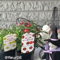 ボンザマーガレット,サントリーフラワーズ,花のある暮らし,#ガーデニング,サントリーフラワーズのあるくらしの画像