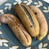 アケビ,アケビ,クヌギ,ヤマボウシ,ヤマボウシの実の画像