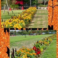どんぐり,モッコク,オニグルミ,おでかけ先,お花のある暮らしの画像
