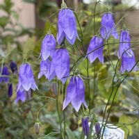 イワシャジン,花のある暮らし,素敵色,実家のお花の画像