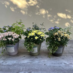 クリサンセマム アラモード,寄せ植え,ガーデニング,花束,今日の一枚の画像