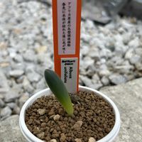 スタペリア,スタペリア・レーンデルツィアエ,アルプカ,アボニア アルビシマ ムルチラモーサ,スタペリア レンデルツィエの画像