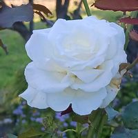 マイガーデン,花のある暮らし,植物のある暮らし,おうち園芸,ジョグ友募集の画像