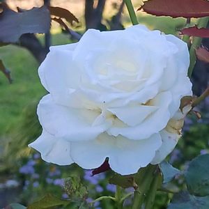 マイガーデン,花のある暮らし,植物のある暮らし,おうち園芸,ジョグ友募集の画像