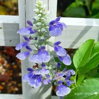 サルビア・サリーファン・スカイブルー,花のある暮らし,お散歩写真,お花が好き♡,綺麗なお花の画像