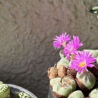 コノフィツム,リトープス,雛鳩,ホヤ(サクララン),つぼみの画像