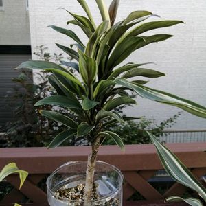 観葉植物,ガーデニング,多肉棚,ウッドデッキ,ホムセンの画像