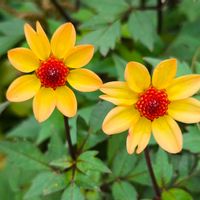ダリア,モミジアオイ,東京,花のある暮らし,緑のある暮らしの画像