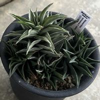 オブツーサ,オブツーサ トゥルンカータ,幻の塔,嚙ます猫,多肉植物の画像