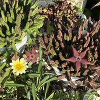 ガガイモ,多肉植物の画像