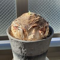 ブーファン・ハエマンソイデス,多肉植物,ベランダー,お目覚め,ブーファン属の画像