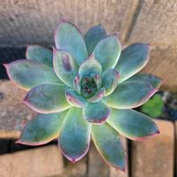 魅惑の宵,リンゼアナ,アロビー,アメイジング・グレイス,多肉植物の画像