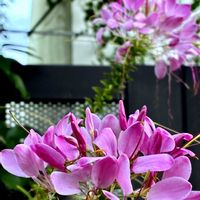 クレオメ,クレオメ(西洋風蝶草),セイヨウフチョウソウ,鉢植え,こぼれ種の画像