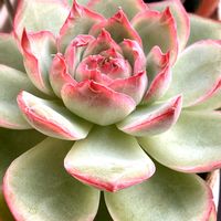 多肉植物,紅葉する多肉の画像