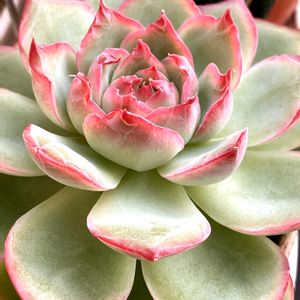 多肉植物,紅葉する多肉の画像