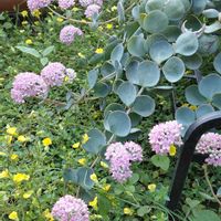 ミセバヤ,エッチュウミセバヤ,メカルドニア  ゴールドダスト,多肉植物,越中 ミセバヤの画像