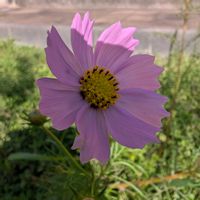 コスモス,秋桜(コスモス),畑の画像