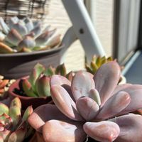 多肉植物,ベランダの画像