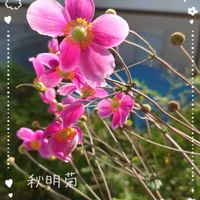 シュウメイギク,秋明菊,庭の花,ピンクの花,小さな庭からの画像