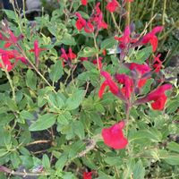サルビア,ハーブ,赤い花,地植え,庭の画像