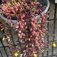ルビーネックレス,我が家のお花,フェンスの画像